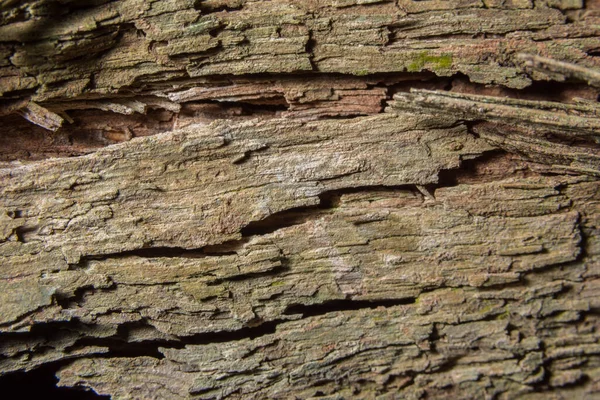 Trä Styrelse Makro Bakgrund — Stockfoto