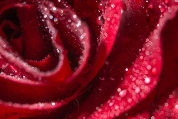 Macro Fond Gouttes Eau Sur Les Roses Rouges — Photo