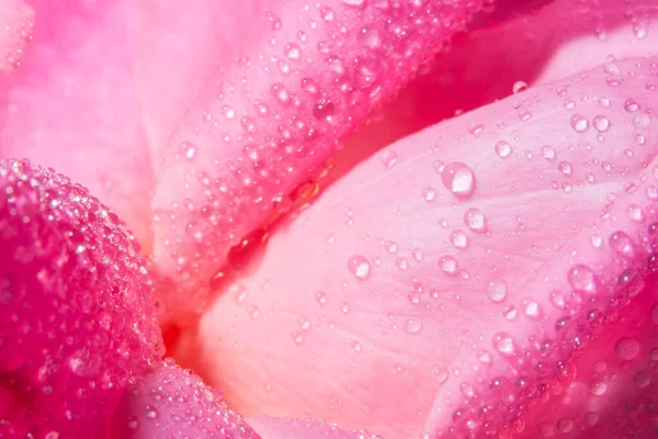 玫瑰花瓣上水滴的宏观背景 — 图库照片