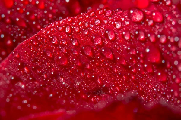 Macro Background Water Drops Red Roses — Stock Photo, Image
