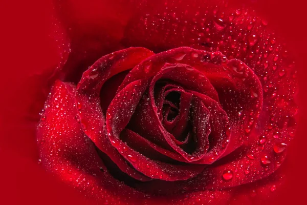 Vörös Rózsák Vízcseppjeinek Makroháttere — Stock Fotó
