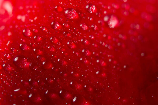 Макрофон на лепестках цветка воды
