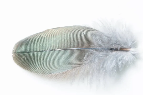 Take Close Feather White Background — Stock Photo, Image