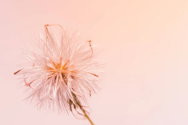 Makro Pozadí Trávy Květiny — Stock fotografie