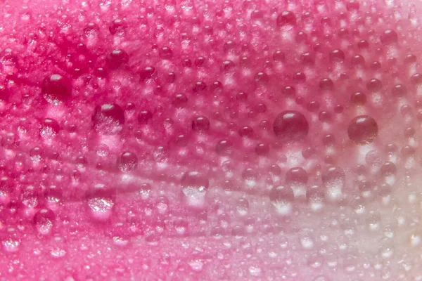 Σταγονίδια Νερού Στα Πέταλα Των Ροζ Τριαντάφυλλων — Φωτογραφία Αρχείου