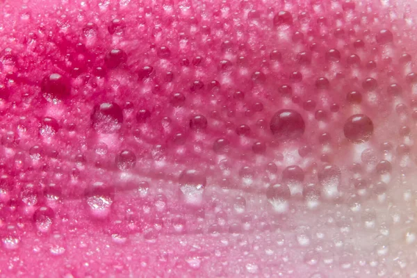 Fundo Macro Gotas Água Nas Pétalas Rosas Rosa — Fotografia de Stock