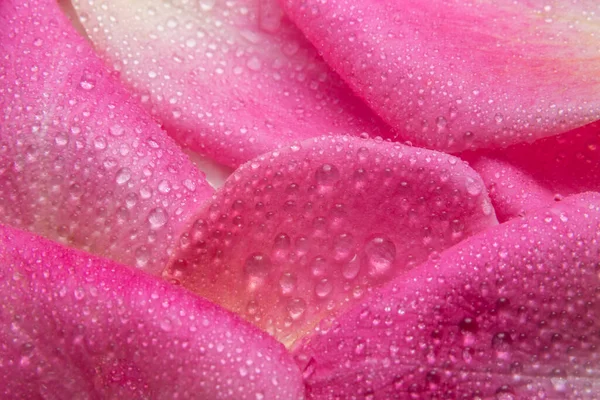 Háttér Makró Vízcseppek Rózsaszínű Rózsák Szirmain — Stock Fotó