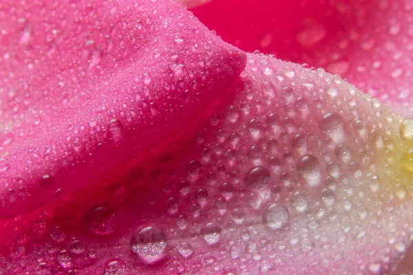 Hintergrund Makro Wassertröpfchen Auf Den Blütenblättern Rosa Rosen — Stockfoto