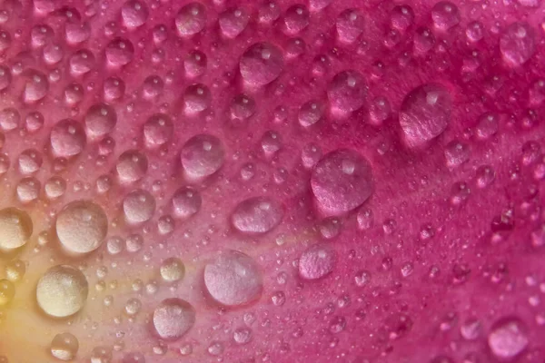 Fond Macro Gouttelettes Eau Sur Les Pétales Roses Roses — Photo