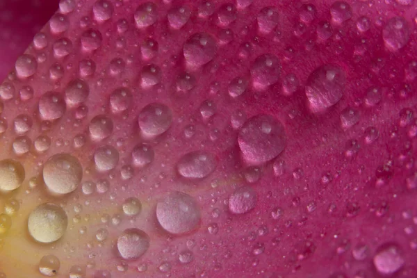 粉红玫瑰花瓣上的宏观水滴背景 — 图库照片