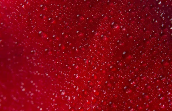 Fundo Macro Gotas Água Pétalas Rosa Vermelha — Fotografia de Stock