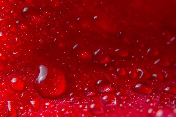红玫瑰花瓣上水滴的宏观背景 — 图库照片