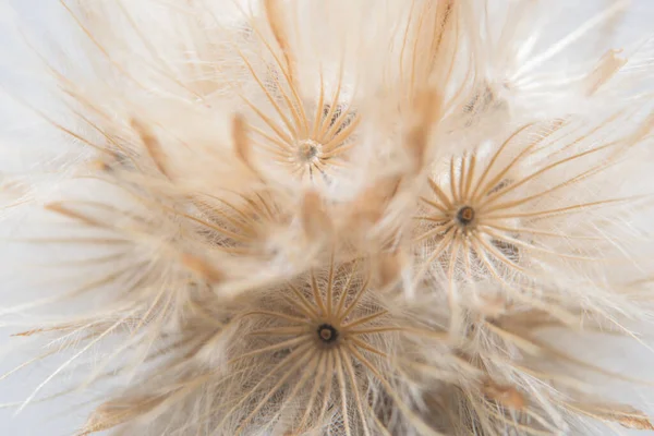 Цветок Дикий — стоковое фото