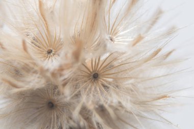 Renkli arka plan yabani çiçek