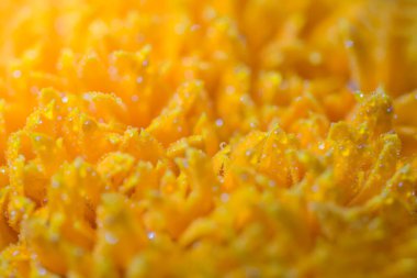 Sarı çiçek makro arkaplanı