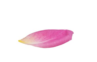 Beyaz arka planda pembe gül yaprakları