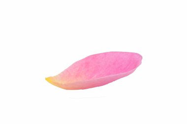 Beyaz arka planda pembe gül yaprakları