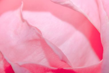 Pembe gül yapraklarının makro arka planı