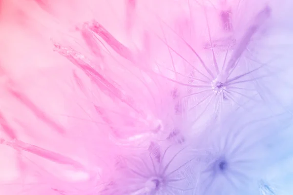 Renkli arka plan yabani çiçek