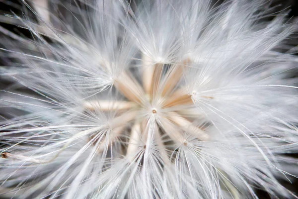 Bunte Hintergrund Wilde Blume — Stockfoto