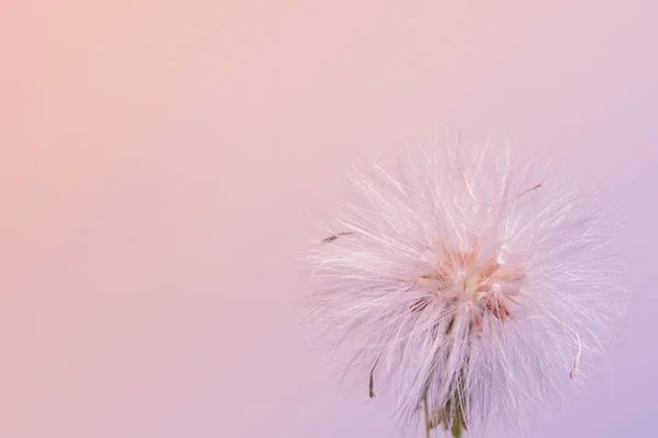 Colorful Background Wild Flower — Stock Photo, Image