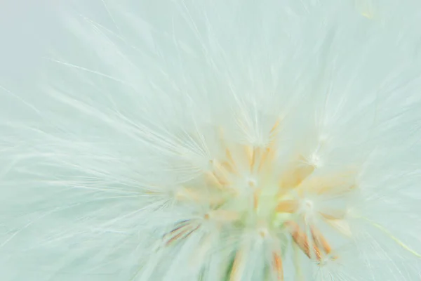 カラフルな背景野生の花 — ストック写真