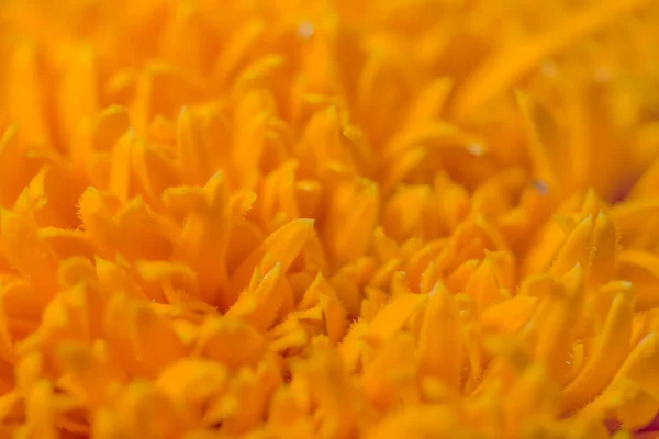 Fundo Macro Flor Amarela — Fotografia de Stock