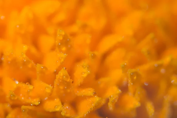 Sarı Çiçek Makro Arkaplanı — Stok fotoğraf