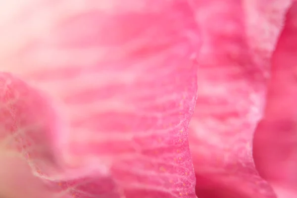 大型粉红花卉背景 — 图库照片