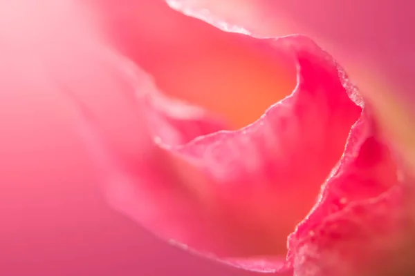 大型粉红花卉背景 — 图库照片