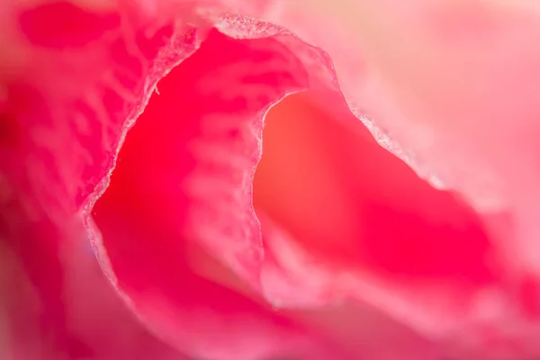 Macro Petali Fiori Rosa Sfondo — Foto Stock