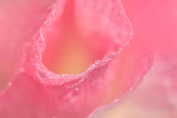 Macro Pétales Fleur Rose Fond — Photo