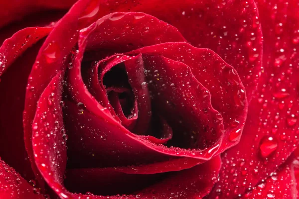 Makro Tło Wody Krople Czerwone Róże — Zdjęcie stockowe