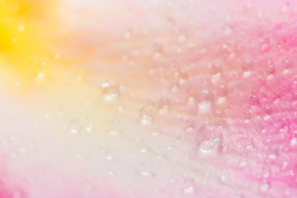 Background Macro Water Droplets Petals Pink Roses — Stock Photo, Image