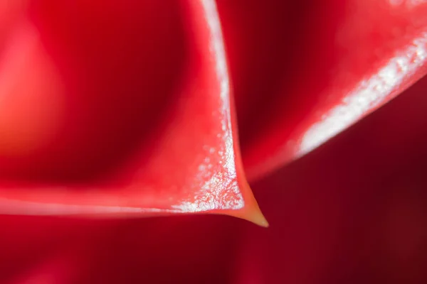 Background Red Flower Macro — Stock Photo, Image