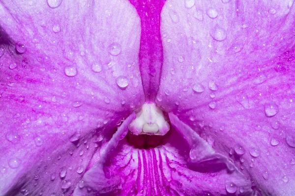 Background Water Drops Pink Flowers — Stock Photo, Image