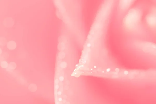 Bokeh Hintergrund Auf Den Rosa Blütenblättern — Stockfoto