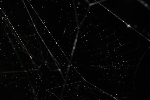 Wassertropfen Auf Dem Spinnennetz — Stockfoto