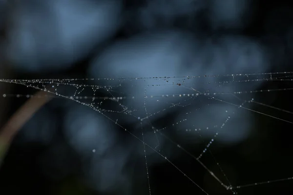 Wassertropfen Auf Dem Spinnennetz — Stockfoto