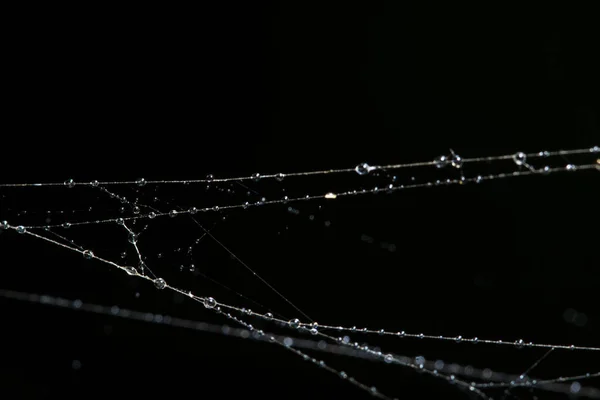 Σταγόνες Νερού Στον Ιστό Της Αράχνης — Φωτογραφία Αρχείου