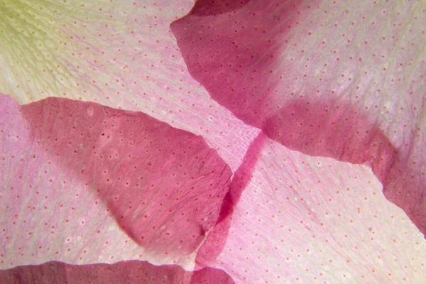 Makro Rózsaszín Virágos Háttér — Stock Fotó