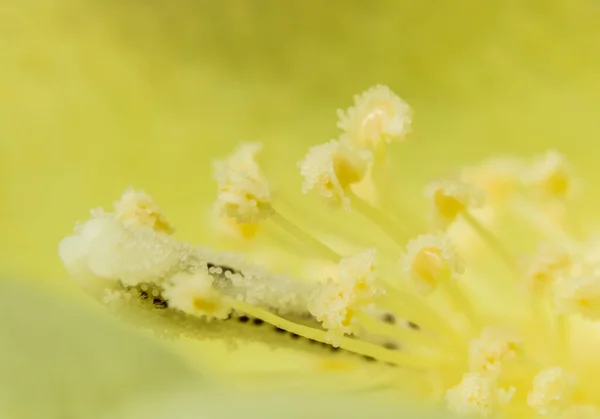 Tło Żółty Kwiat Pyłek — Zdjęcie stockowe