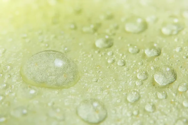 Gotas Agua Macro Sobre Los Pétalos Flores Amarillas — Foto de Stock