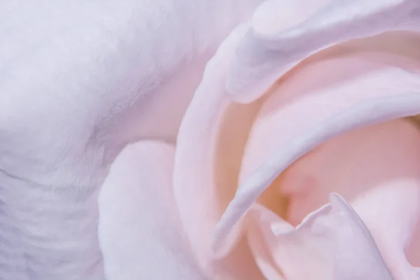 粉色玫瑰花瓣的宏观背景 — 图库照片
