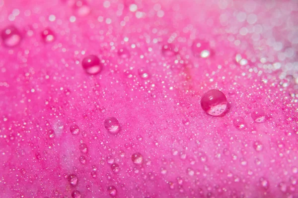 Macro Fundo Gotas Água Pétalas Rosa Rosa — Fotografia de Stock