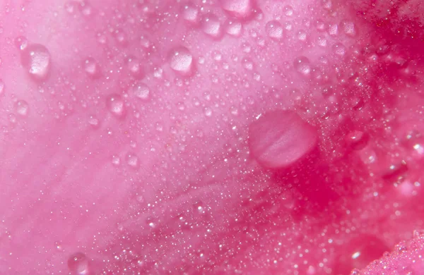 Macro Background Water Drops Rose Petals — Stock Photo, Image
