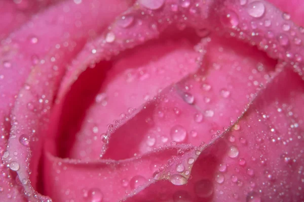 Macro background of water drops on rose petals