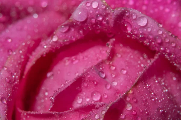 Macro Background Water Drops Rose Petals — Stock Photo, Image