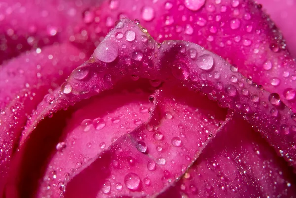 Macro background of water drops on rose petals