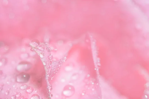 Macro Background Water Drops Rose Petals — Stock Photo, Image